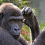 Découverte de Masripithecus moghraensis et origine des singes humains : le fossile qui change l'histoire