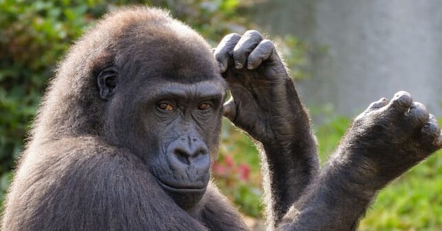 descubrimiento del Masripithecus moghraensis y origen de los simios humanos fósil mandíbula