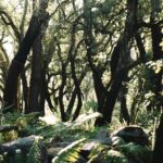 EcoSentinel transforme les plantes en capteurs naturels pour protéger les forêts et anticiper les incendies en Europe