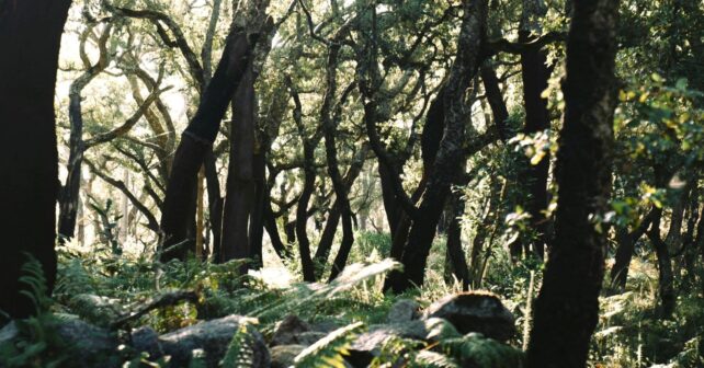 EcoSentinel convierte plantas en sensores para proteger bosques