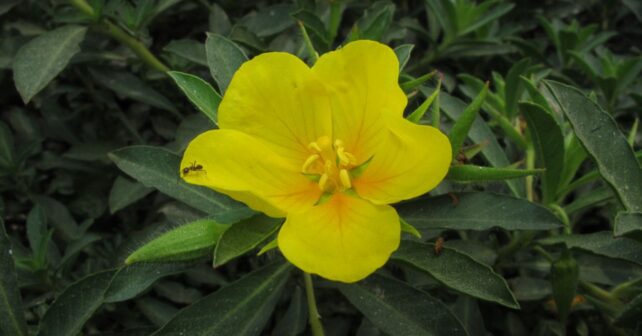 Flor amarilla de Ludwigia grandiflora, planta acuática invasora detectada en el humedal de Meaques en Madrid.