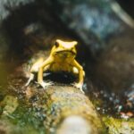 En Espagne, un amphibien sur quatre est menacé par les maladies et la sécheresse