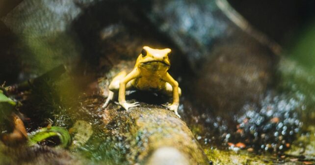 Uno de cada cuatro anfibios en España está amenazado
