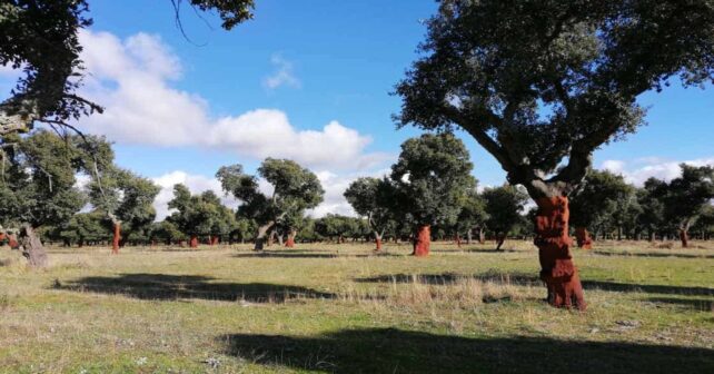 bosque inclusivo en Valdelosa accesible para personas con discapacidad
