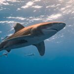 Gros poissons océaniques menacés par le réchauffement des mers : pourquoi les thons et les requins pourraient disparaître ?