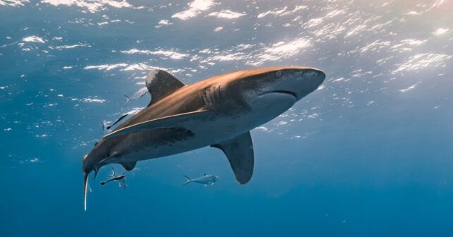 grandes peces oceánicos en riesgo por el calentamiento de los mares tiburón y atún