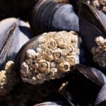 Guide international pour le contrôle des toxines des mollusques et microalgues marines : la clé de la sécurité alimentaire