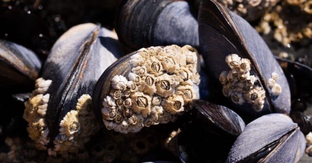 guía internacional para el control de toxinas en moluscos y microalgas marinas laboratorio análisis