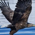 Il a disparu il y a 240 ans mais le pygargue à queue blanche est de retour et les résultats ne sont pas aussi bons que prévu : ses victimes se multiplient