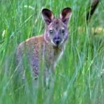 Il semble être un animal adorable mais c'est une espèce envahissante qui endommage les cultures : tout a commencé lorsqu'il s'est échappé d'un zoo