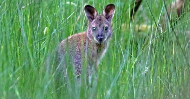 Ualabí de cuello rojo entre la vegetación en la Isla de Man, especie invasora que afecta a cultivos.