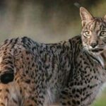 Il y a 20 ans, cela semblait impossible, mais les biologistes célèbrent une étape importante dans la récupération du lynx en Espagne : il ne s'agit plus d'une population isolée.