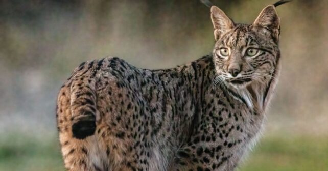 Lince ibérico caminando en su hábitat natural en España durante su proceso de recuperación poblacional.