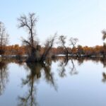 Il y a 39 ans, des scientifiques chinois créaient une ceinture verte de 3 000 kilomètres et les effets sont déjà connus : risque de stabilité des barrières végétales