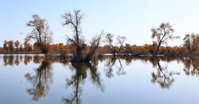 Cinturón verde en el desierto de Taklamakán con árboles junto a zona húmeda en Xinjiang, China.