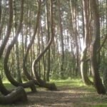 Il y a près de 100 ans, des arbres courbés sont apparus et la science n'en connaît toujours pas l'origine : la forêt de 400 pins tordus.