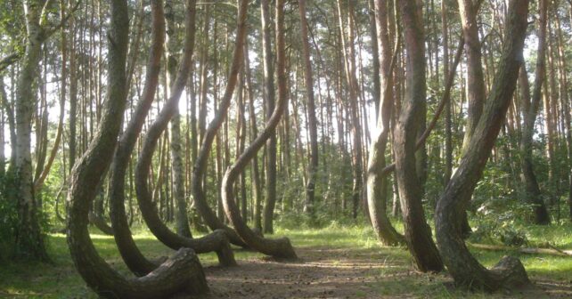 Bosque torcido de Polonia con pinos curvados en Krzywy Las cerca de Gryfino.
