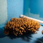 Ils créent une ferme avec 800 000 embryons de coraux « en chaleur » pour sauver les océans du réchauffement climatique