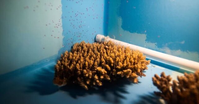 Coral liberando embriones en laboratorio en Seychelles para restaurar arrecifes dañados por el calentamiento global.