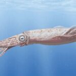 Ils découvrent le calmar Poséidon comme une nouvelle espèce marine après 70 ans oublié dans un musée et surprend la science