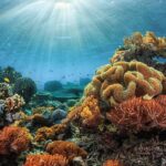 Ils découvrent plus de 110 nouvelles espèces marines dans la mer de Corail et découvrent une vie inconnue dans les profondeurs océaniques.