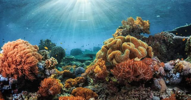 Descubren más de 110 nuevas especies marinas en el Mar del Coral y revelan un ecosistema inexplorado