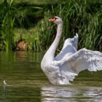 Ils dénoncent l'abattage d'oiseaux protégés entre la Belgique et la France dans une zone Natura 2000 par des chasseurs français