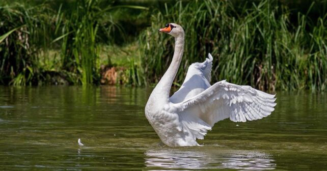 Denuncian la matanza de aves protegidas entre Bélgica y Francia en un espacio Natura 2000