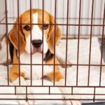 Ils ont utilisé les beagles pour les expérimenter en laboratoire et maintenant ils cherchent un nouveau foyer : Luz, Azar, Kali, Bora, Aire, Nora, Dara, Vita et Aiko attendent une nouvelle vie