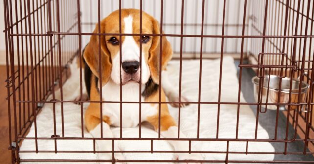 Beagle dentro de una jaula tras ser usado en experimentación en laboratorio esperando adopción.