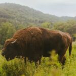 Ils réintroduisent des bisons d'Europe dans les montagnes de Roumanie et découvrent que c'est un « ingénieur naturel » : 30 % de végétation en plus là où ils vivent