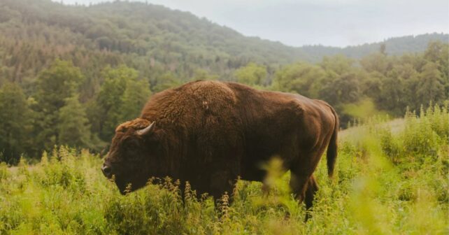 Bisonte europeo en libertad en los montes Tarcu de Rumanía rodeado de vegetación regenerada.