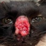 Inquiétude des experts : ils découvrent un champignon dangereux qui se transmet du chat à l'homme et s'installe rapidement sur notre peau