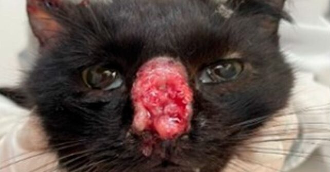 lesiones por esporotricosis en gato infectado por Sporothrix brasiliensis con riesgo de contagio a humanos.