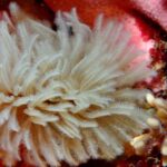 Inquiétude des experts : les espèces marines disparaissent avant même que les scientifiques connaissent leur existence