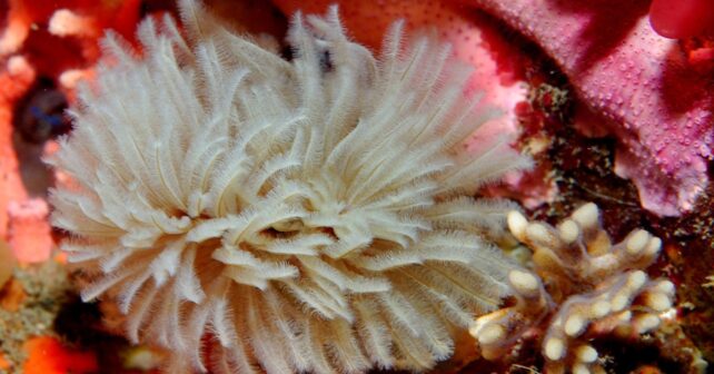 Gusano marino anélido sabélido en el fondo oceánico, especie clave en riesgo de extinción silenciosa.