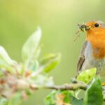 Installer des mangeoires pour oiseaux sur les balcons semble être une bonne idée mais cela pourrait favoriser leur extinction : les experts demandent de les retirer avant qu'il ne soit trop tard