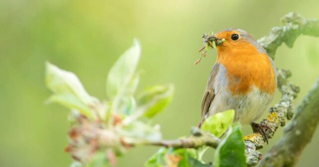 Petirrojo alimentándose con insectos en una rama, ejemplo de alimentación natural frente a comederos artificiales.