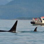 Interactions entre orques et bateaux en Espagne : elles descendent au sud et montent au nord