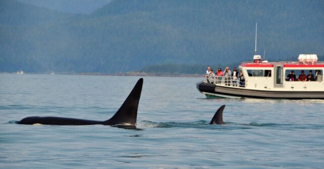 interacciones entre orcas y embarcaciones en España
