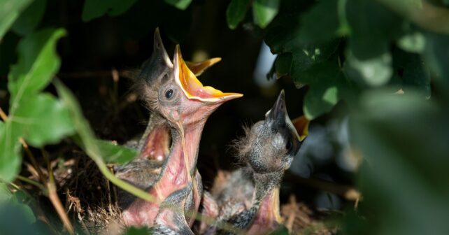 invertir más energía en la reproducción acelera el envejecimiento y reduce la longevidad codorniz