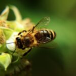 Jalon en zoologie : les scientifiques créent un régime spécial pour les abeilles et découvrent que les colonies se sont multipliées par 15, la clé étant le manque de nutriments