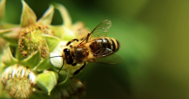 Abeja recolectando polen en una flor, clave para la nutrición y desarrollo de colonias según un estudio científico.