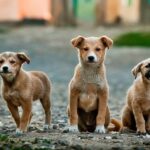 Journée internationale des animaux errants 2026 sur l'abandon, l'adoption et le bien-être animal des chiens et des chats dans la rue