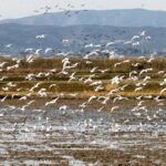 L'Albufera enregistre une augmentation historique du nombre d'oiseaux aquatiques en 2026 après la récupération de la zone humide valencienne