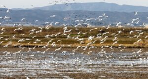 Albufera registra aumento histórico de aves acuáticas en 2026 tras recuperación del humedal valenciano