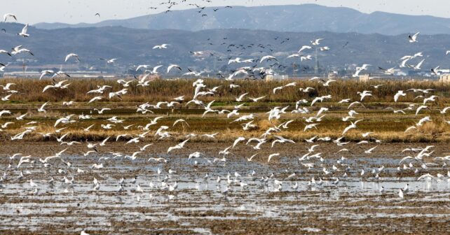 Albufera registra aumento histórico de aves acuáticas en 2026 tras recuperación del humedal valenciano