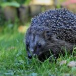 L'Allemagne appelle à interdire les tondeuses à gazon robotisées de nuit en raison de la mort de hérissons et de la faune urbaine