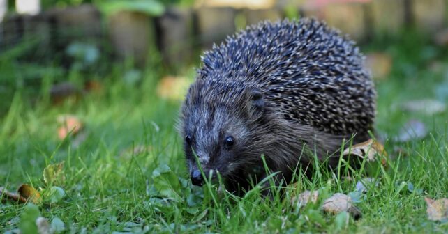 Alemania pide prohibir robots cortacésped nocturnos por muerte de erizos y fauna urbana