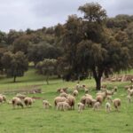L'Andalousie supprime le paiement des pâturages dans les forêts publiques et renforce l'élevage extensif